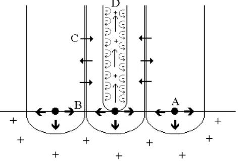 Figure 1: The Constraint Theory of Anodic Oxide Formation. A:  Preferential nuclei form base of  pore