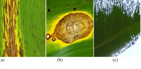 Figure 1. Image of banana leafs showing visual symptoms of damages caused by: 