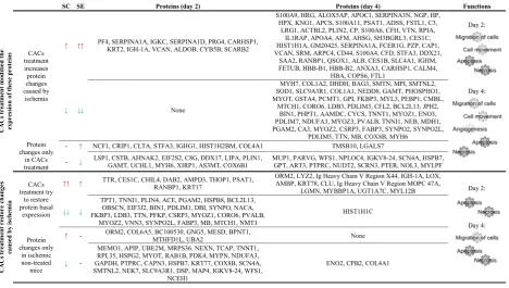 Table 3 Classification of differentially expressed proteins in CAC-treated mice (SE) and non-treated mice (SC) vs shams (SH) on days2 and 4 after femoral ligation