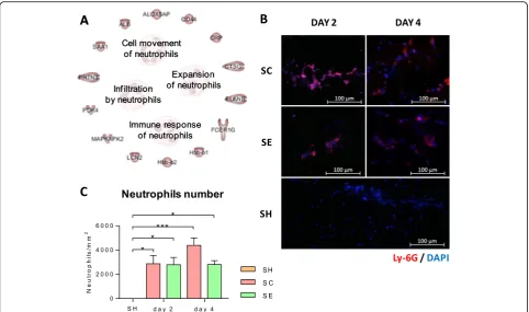 Fig. 6 CAC administration modulates the recruitment of neutrophils to the ischemic tissues.detected in response to CACs (SE vs SC,transmigration) and neutrophil participation of the immune response