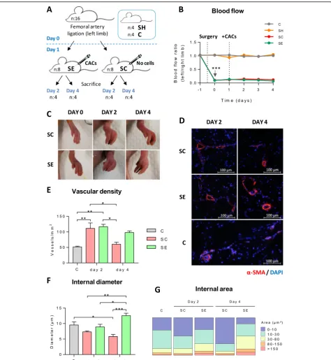 Fig. 1 CLI progression, blood flow changes, and vasculogenesis in ischemic vs CAC-treated mice