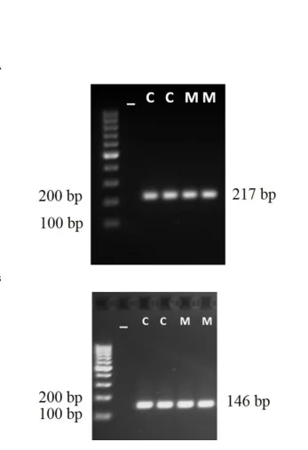 Figure 1. The DNA sequence in the promoter region of the PVALB gene studied. The four methylated 
