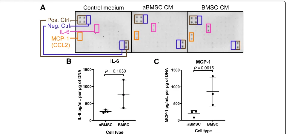 Fig. 1 IL-6 and MCP-1 are the major cytokines secreted by resting aBMSCs and BMSCs. aBMSCs or BMSC-conditioned media were collected andanalyzed by a protein array detecting human pro- and anti-inflammatory cytokines and growth factors (a), and ELISA kits d