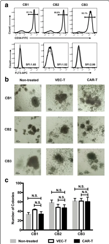 Fig. 6 FLT3L CAR T cells did not inhibit CD34+ cell colony formation.a The purity of CD34+ cells isolated from cord blood using the CD34MicroBead Kit and expression of FLT3 on CD34+ cells were measured byflow cytometry