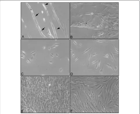 Figure 1 Phase contrast microscopy. (A)microscopy of the co-culture of MG-63 cells grown separately in monolayers for 24 h