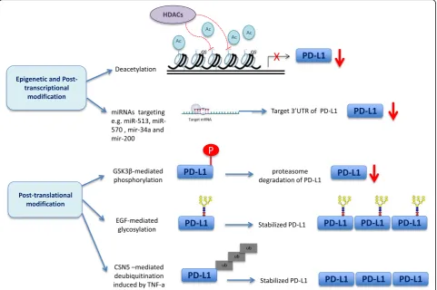 Fig. 1 Mechanisms of epigenetic, post-transcriptional, and post-translational modifications of PD-L1
