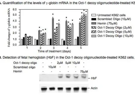 Figure 3The Oct-1 decoy oligonucleotide-induced expression of the endogenous γ-globin genes in K562 cellsThe Oct-1 decoy oligonucleotide-induced expression of the endogenous γ-globin genes in K562 cells