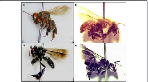 Figure 2 Stingless bees most mentioned and used in the study area. a)and Scaptotrigona hellwegeri, b) Melipona fasciata, c) Frieseomelitta nigra d) Geotrigona acapulconis