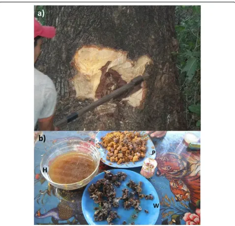 Figure 3 Local extractive practices for obtaining stingless beesproducts: honey (H), wax (W) and pollen’ products