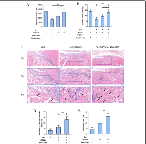 Fig. 6 a100of centronucleated myofibers and Mechanical measurements to evaluate functional recovery of tibialis anterior muscle as reflected by maximum muscle force and bspecific force by normalizing maximum force to the muscle mass