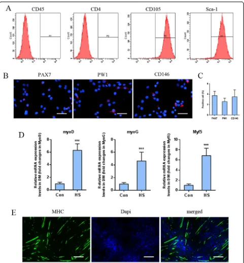 Fig. 1 asatellite cell marker PAX7, pericyte marker PW1, and interstitial progenitor cell marker CD146 expression in MDSCs, scale bar: 50rate calculation based on fluorescent imaging.3