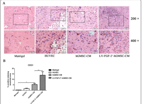Fig. 6 LV-FGF-2+-hGMSC-CM promotes angiogenesis in vivo. NOD-SCID mice were injected with matrigel, matrigel with HUVECs, matrigel withHUVECs and hGMSC-CM, or matrigel with HUVECs and LV-FGF-2+-hGMSC-CM