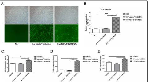 Fig. 2 The lentiviral transfection efficiency and its effect on the paracrine of hGMSCs