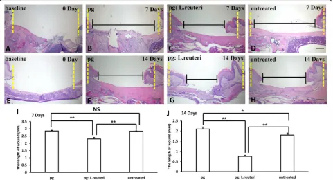 Fig. 5 The balance of oral pathogenic bacteria and probiotics promoted wound healing process in mice by histopathological analysis.of wound after inoculation for 7 and 14 days, respectively