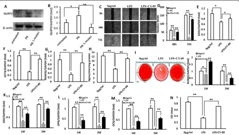 Fig. 6 LPS increased inassay results demonstrated that LPS significantly inhibited GMSC migration, and NLRP3 inhibitor CY-09 rescued the capacity of GMSC migration afterLPS treatment.of MSCs.expression of the crucial transcription factors for modulating os