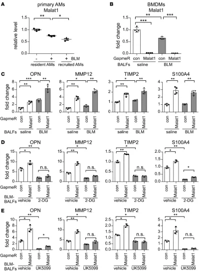 Figure 7. Malat1 knockdown promotes profibrotic differentiation of macrophages. (bleomycin (BLM) in 50 were sorted as described in Methods
