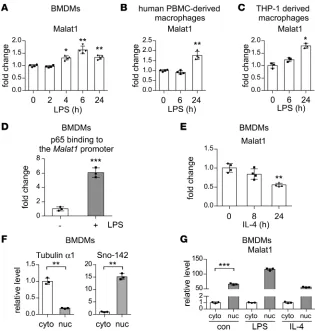 Figure 1. lncRNA Malat1 expression undergoes distinct alteration in differentially activated macrophages