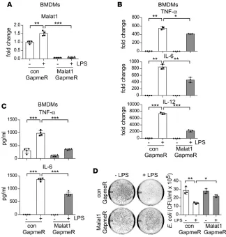 Figure 2. Malat1 knockdown attenuates proinflammatory activation of macrophages. (A) BMDMs were transfected with 20 nM control (con) GapmeR or Malat1 GapmeR