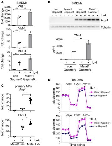 Figure 5. Malat1 knockdown promotes alternative activation of macrophages. (nocomplex (IL-4c) in 50 levels of the indicated genes determined