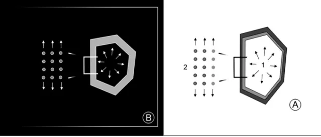 Figure 9 shows differentiation of epidermal cells into trichomes in arabidopsis. In this case, the pattern is triggered by interactions between regulatory genes.While the simulation of the actual genetic mechanism is not relevant to architecture, the abili