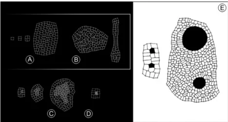 Figure 11 (A, B) demonstrates further variations in patterning and form achieved through the imposition of rules controlling the direction of cell division while Figure 11 (E) shows the effects produced when some cells are constrained so that they can expa