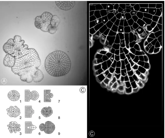Figure 12. (A) The development of Coleochaete orbicularis.When unconstrained, the plant organizes in one-layer, circular tissues