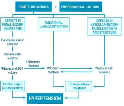 Figure 1 :  Scheme of pathogenesis of essential hypertension(9)  