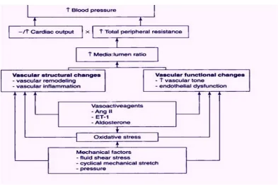 Figure 2: Schematic representation factors modifying blood pressure(14) 