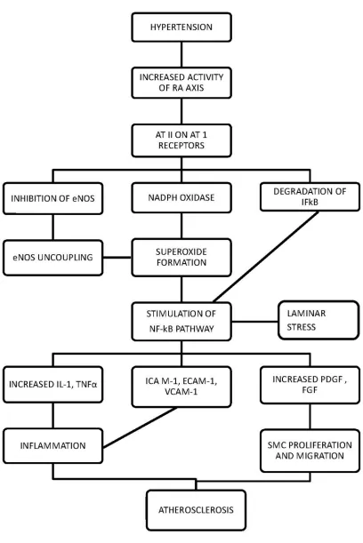 Figure 3 : EFFECT OF HYPERTENSION ON ATHEROSCLEROSIS 