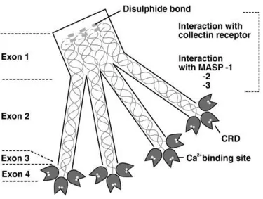 Figure 4 :schematic representation of MBL 2 gene and its genetic 
