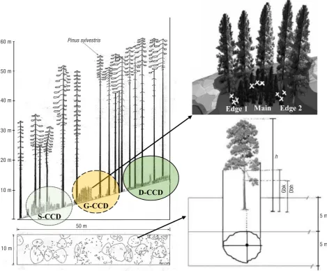 Figure 2. The CCD gradient models of Scots pine stands with three gradients i.e. dense (D–CCD: 55%), sparse (S–CCD: 43%) and gap (G–CCD: 87 m2) (Coban, 2007).