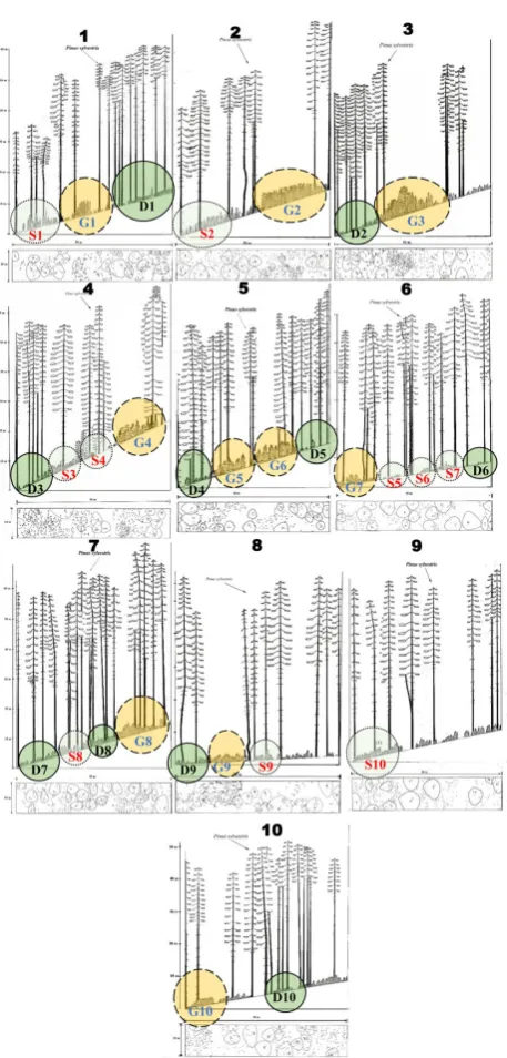 Figure 3. Longitudinal (profile) and vertical stand projection of all sample plots with different CCD gradients (D–CCD: Dense; S–CCD: Sparse; G–CCD: Gap) (Stand profiles from Coban, 2007).