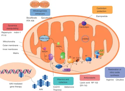 Figure 1 The potential treatment strategies for mitochondrial diseases. AAV, Adeno-associated virus; ROS, reactive oxygen species; mtDNA, mitochondrial DNA