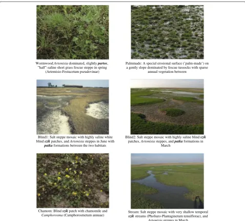 Figure 5 Pictures used in the picture sort exercises: codes and botanical descriptions of salt habitats.