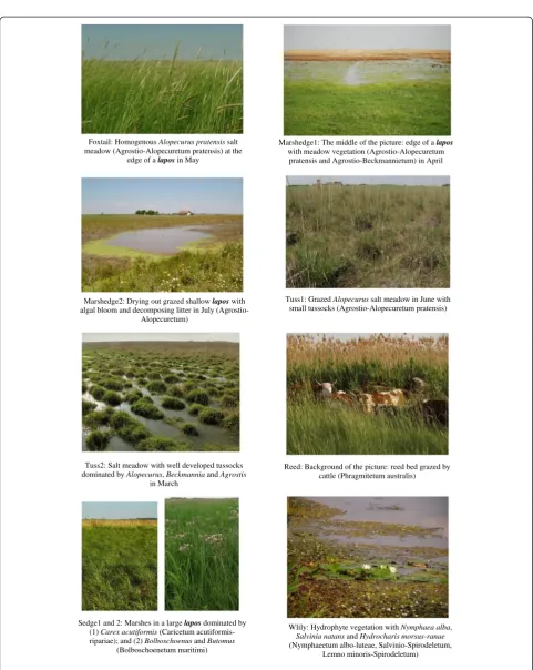 Figure 6 Pictures used in the picture sort exercises: codes and botanical descriptions of wetland habitats.