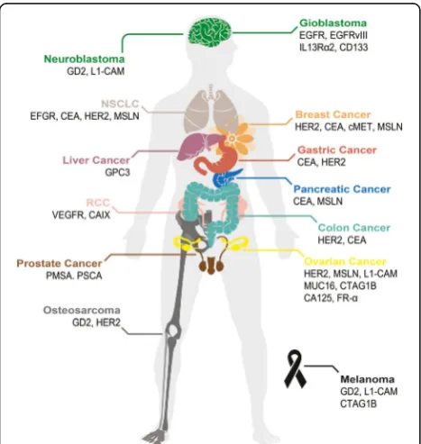Fig. 2 Tumor-associated antigens targeted in CAR-T therapy. Schematicillustration of a human body whose tissues or organs have been investi-gated in preclinical and clinical studies for solid tumor immunotherapyusing CAR-T, including brain (green), lungs (