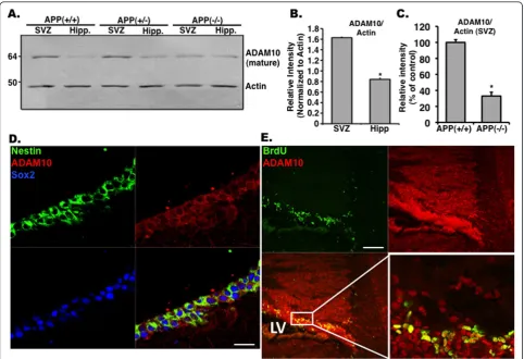 Figure 7 Enhanced levels of ADAM10 in the subventricular zone (SVZ) of adult miceWestern blots showing higher ADAM10 levels in the SVZ compared with the hippocampus.ADAM10 expression is higher in APP(+/+) SVZ compared with that of the APP(-/-).and nestin i