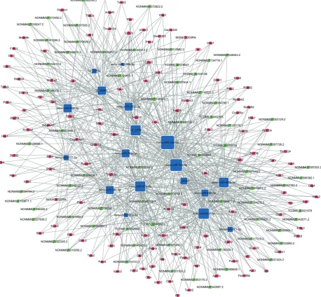 Figure 5 ceRNA analyses indicating potential lncRNA/miRNA/mRNA interactions. The blue tetragon represents lncRNAs, the green tetragon represents miRNAs, and the red tetragon represents mRNAs