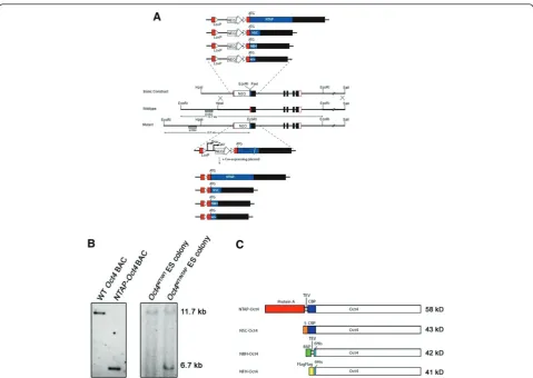 Figure 1 Construction of endogenous affinity-taggedThese fragments were detected using an external probe that lies between theembryonic stem (ES) cell colonies after endogenousOct4stem cellsor NFH (FLAG-HIS) was inserted at the ATG translation start site o