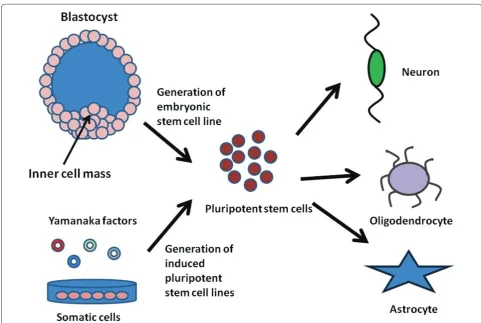 Figure 1. The use of pluripotent stem cells for engineering neural tissue. The diagram compares the derivation of embryonic stem cell lines from the inner cell mass of the blastocyst and how induced pluripotent stem cells are derived from somatic cells by 