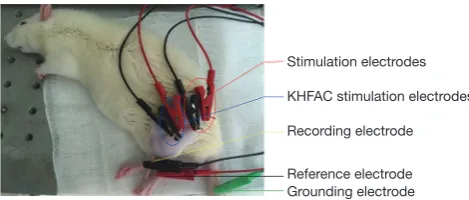 Figure 1 Electrodes’ location on the rat.