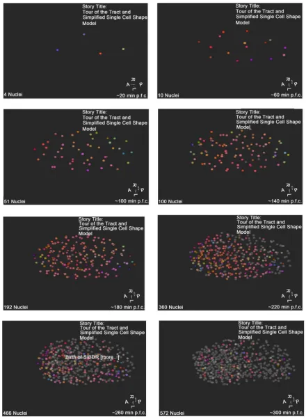 Figure 3. The division orientations of the cells at different times of the embryo’s development
