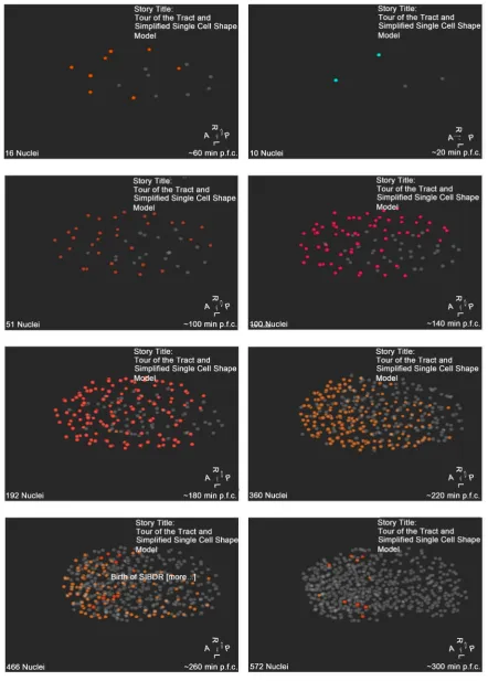 Figure 4. The visualization of cell polarities of cells within the AB sub-lineage. The rest cells are not relevant and are colored in gray
