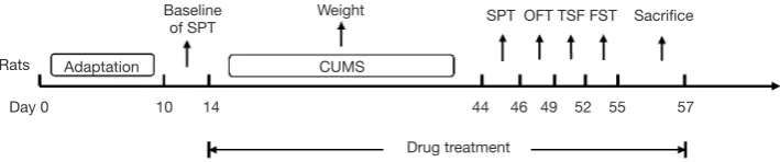 Figure 1 Experimental design and procedures of the CUMS-induced rat models. (I) Habituation for 10 days; (II) the baseline data of sucrose preference was determined on the 13th day; (III) 14–44th days, the CUMS induction and the intragastric administration
