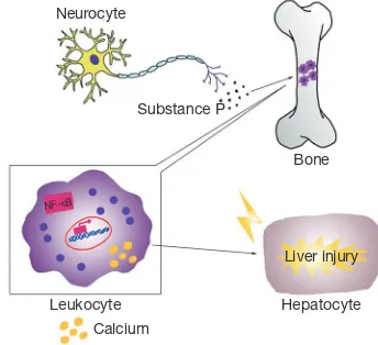 Figure 1 Mechanisms of the inflammatory response mediated liver injury in magnesium deficiency