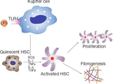 Figure 2 The role of Kupffer cells and HSCs in progression of ALD. In ALD patients, high levels of circulating LPS bind to TLR4 and activate Kupffer cells in liver