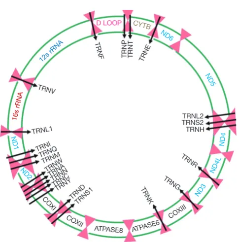 Figure 1 The human mitochondrial genome. The 16.5 Kb human mtDNA encodes for 13 proteins: CYTB (RCIII), ND6, ND5, ND4, ND4L, ND3, ND2, and ND1 (RCI), COXI, COXII and COXIII (RCIV), ATPASE6 and ATPASE8 (RCV), 12S and 16S rRNAs and 22 tRNAs (black arrows) essential for the mitochondrial respiratory complex.