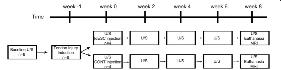 Figure 1 Study timeline. CONT, placebo control; fdESC, fetal derived embryonic-like stem cells; MRI, magnetic resonance imaging; U/S,ultrasound.