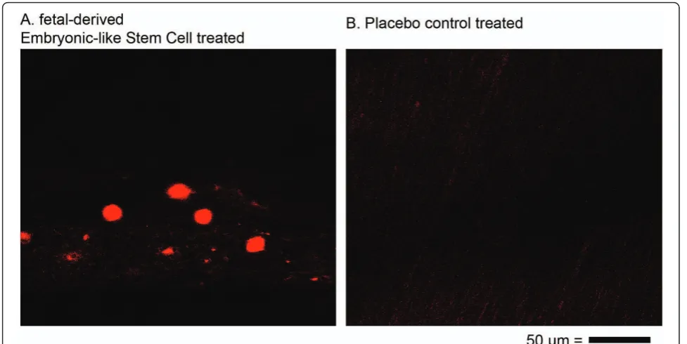 Figure 6 In situ hybridization longitudinal histology. 400× magnification of in-situ hybridization against genomic SRY in A) fetal-derivedEmbryonic-like stem cell treated tendon and B) placebo control treated tendon