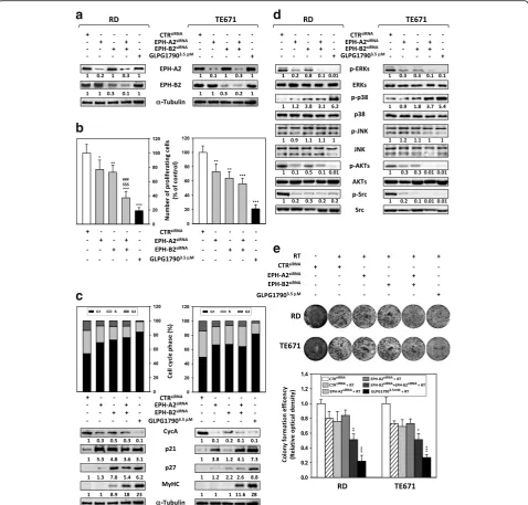 Fig. 7 EPH-A2 and EPH-B2 knocking down by RNA interfering affects ERMS cell viability, cell cycle distribution, activation of signal transductionpathways and radiosensitivity